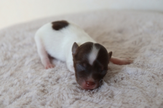 Petit mâle Chihuahua né le 03/05/2025 est proposé – vendu 850 €.
