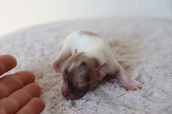 Petit mâle Chihuahua né le 03/05/2025 est proposé – vendu 1000 €.