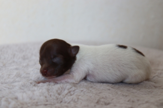 Petit mâle Chihuahua né le 03/05/2025 est proposé – vendu 850 €.