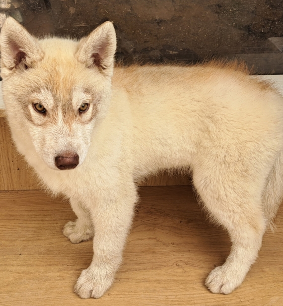 Petit mâle Husky Sibérien né le 01/02/2025 est proposé – vendu 550 €.