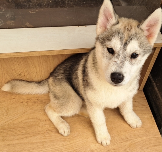 Petite femelle Husky Sibérien née le 25/01/2025 est proposée – vendue 750 €.