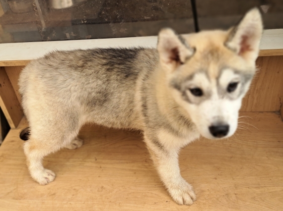 Petit mâle Husky Sibérien né le 25/01/2025 est proposé – vendu 750 €.