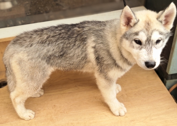 Petit mâle Husky Sibérien né le 25/01/2025 est proposé – vendu 750 €.