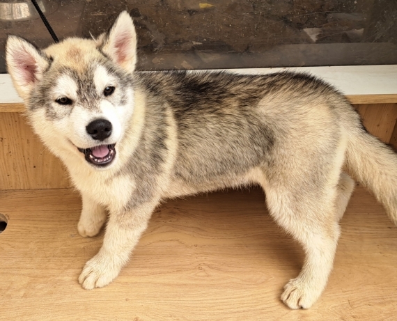 Petit mâle Husky Sibérien né le 25/01/2025 est proposé – vendu 750 €.
