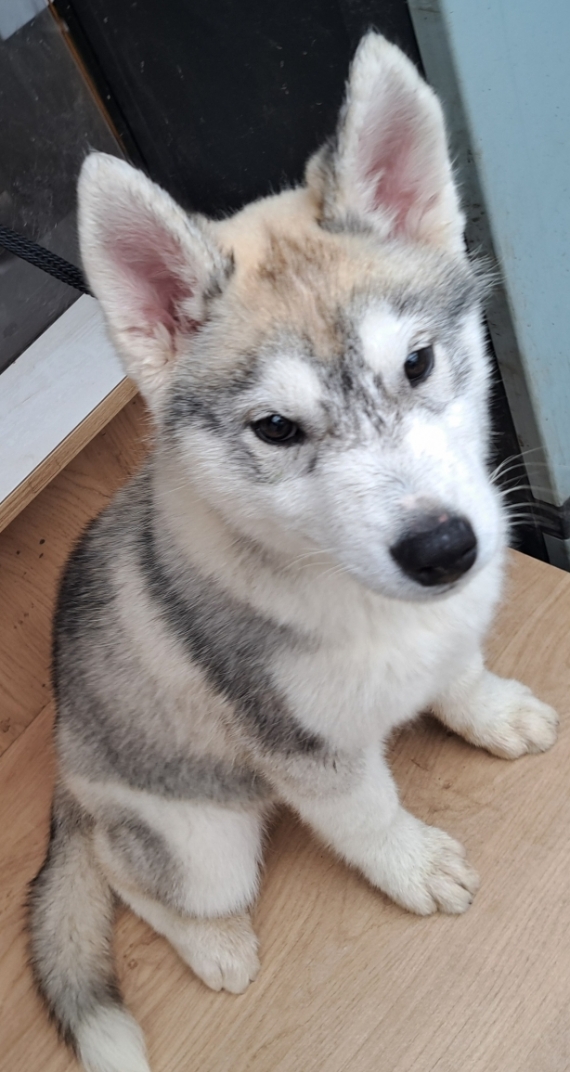 Petit mâle Husky Sibérien né le 25/01/2025 est proposé – vendu 750 €.