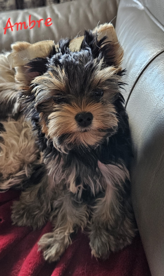 Petite femelle Yorkshire Terrier née le 31/01/2025 est proposée – vendue 1460 €.