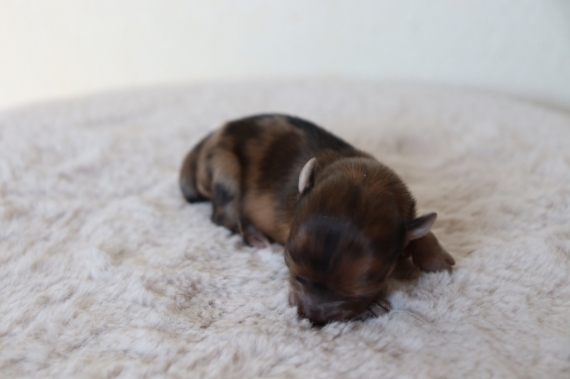 Petite femelle Chihuahua née le 03/05/2025 est proposée – vendue 1200 €.