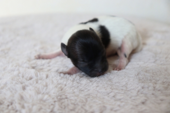 Petite femelle Chihuahua née le 03/05/2025 est proposée – vendue 1000 €.