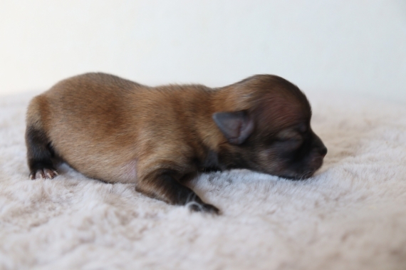 Petite femelle Chihuahua née le 03/05/2025 est proposée – vendue 1000 €.