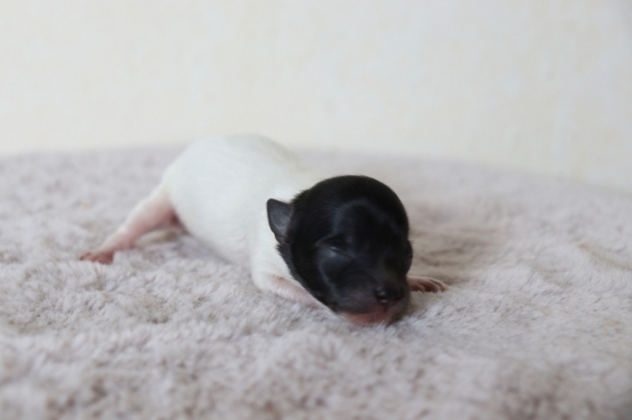 Petite femelle Chihuahua née le 03/05/2025 est proposée – vendue 1000 €.