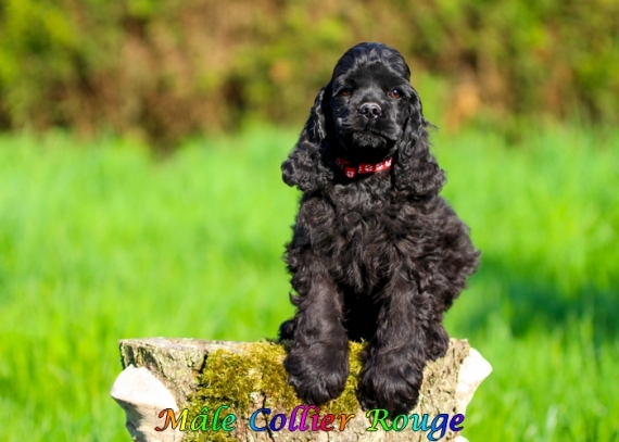 Petit mâle Cocker Américain (Spaniel) né le 04/02/2025 est proposé – vendu 1060 €.