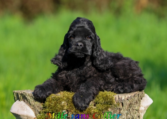 Petit mâle Cocker Américain (Spaniel) né le 04/02/2025 est proposé – vendu 1060 €.