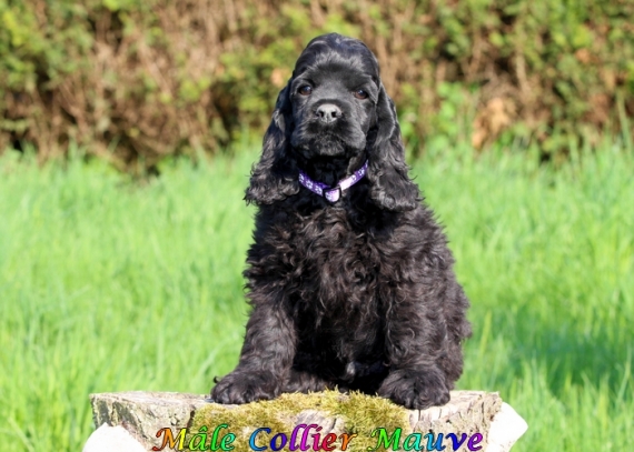 Petit mâle Cocker Américain (Spaniel) né le 04/02/2025 est proposé – vendu 1060 €.
