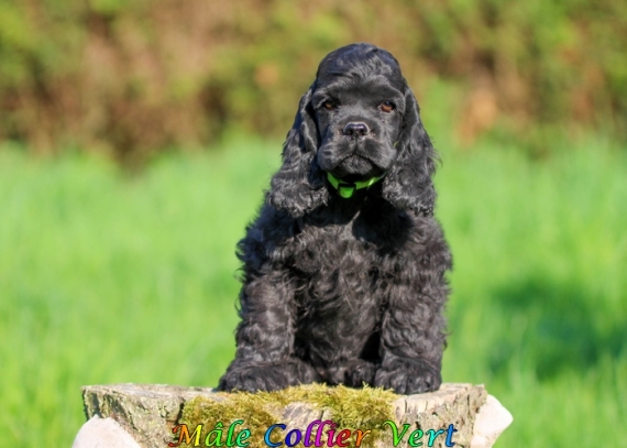 Petit mâle Cocker Américain (Spaniel) né le 04/02/2025 est proposé – vendu 1060 €.