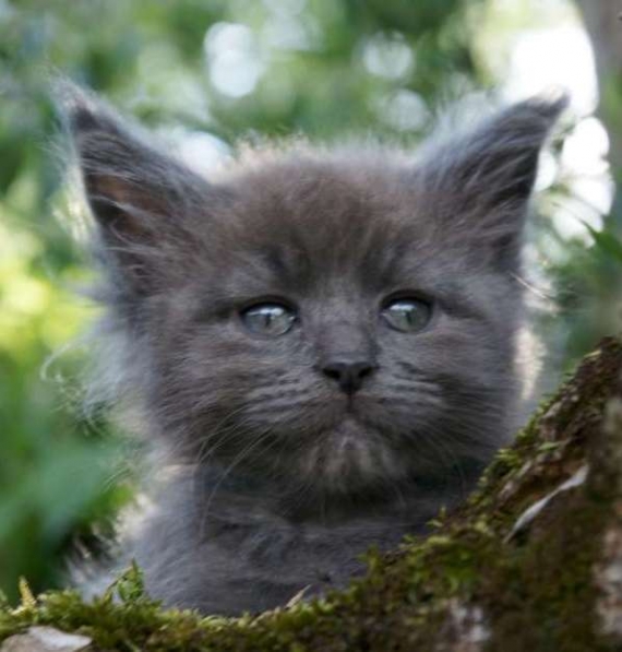 Petit mâle Maine Coon né le 20/03/2025 est proposé – vendu 1450 €.