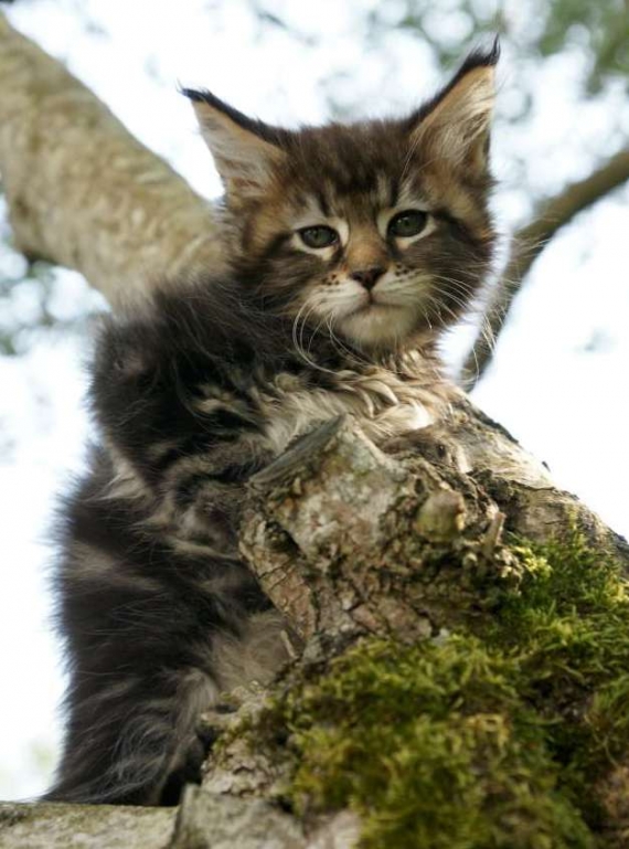 Petite femelle Maine Coon née le 20/03/2025 est proposée – vendue 1450 €.