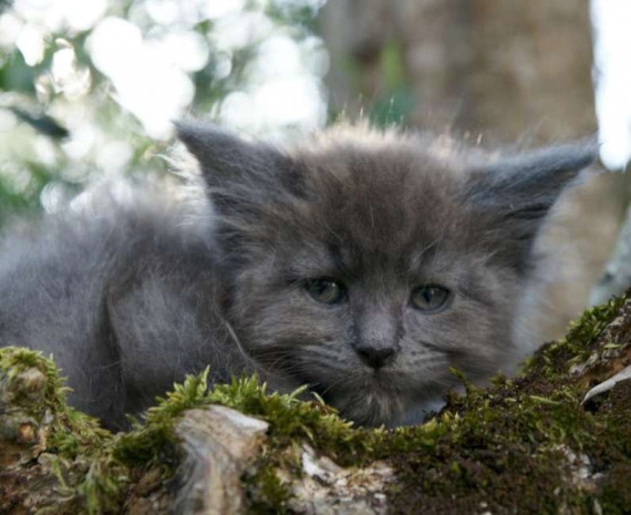 Petit mâle Maine Coon né le 20/03/2025 est proposé – vendu 1450 €.