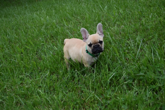 Petit mâle Bouledogue Français né le 24/01/2025 est proposé – vendu 2000 €.