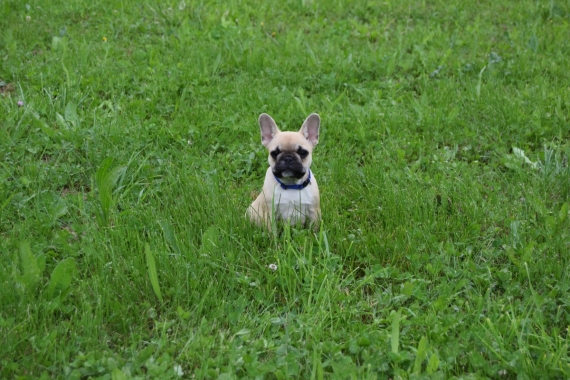 Petit mâle Bouledogue Français né le 24/01/2025 est proposé – vendu 2000 €.