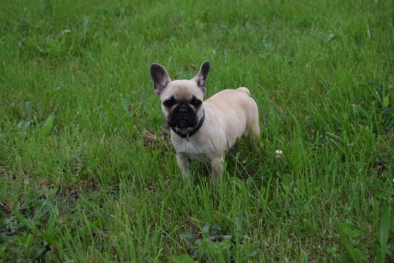 Petite femelle Bouledogue Français née le 24/01/2025 est proposée – vendue 2200 €.