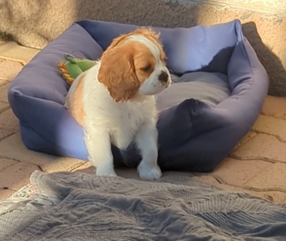 Petit mâle Cavalier King Charles né le 29/03/2025 est proposé – vendu 1500 €.