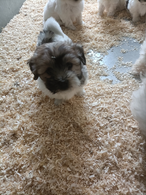 Petit mâle Coton de Tulear né le 27/03/2025 est proposé – vendu 1260 €.