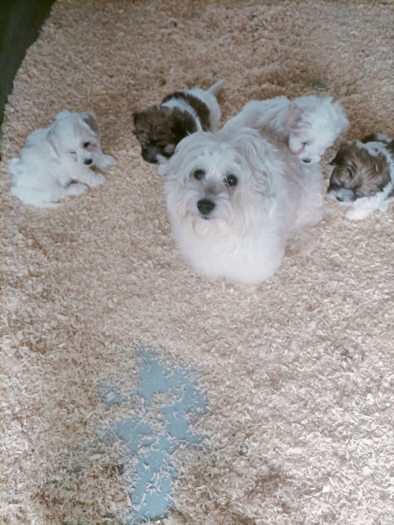 Petite femelle Coton de Tulear née le 27/03/2025 est proposée – vendue 1400 €.
