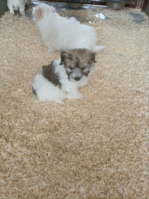 Petite femelle Coton de Tulear née le 27/03/2025 est proposée – vendue 1400 €.