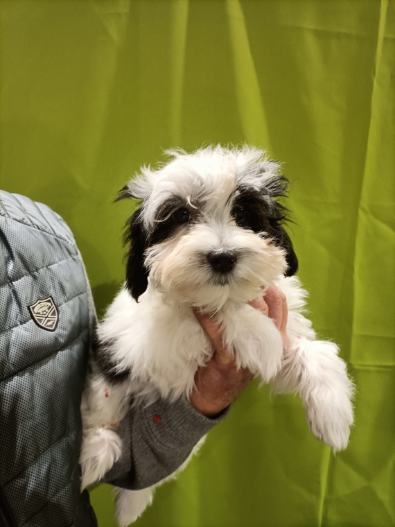 Petite femelle Bichon Havanais née le 22/01/2025 est proposée – vendue 1100 €.