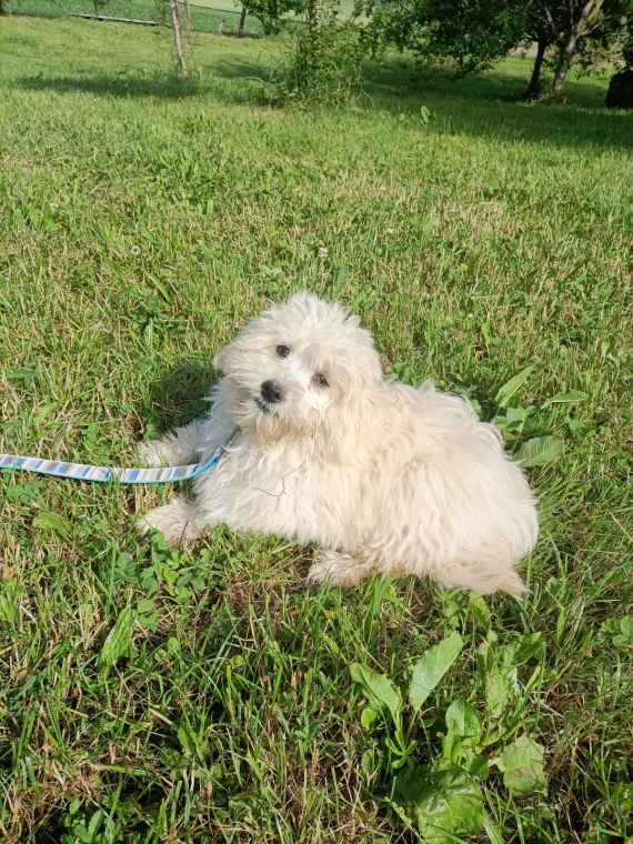 Petite femelle Bichon Havanais née le 23/01/2025 est proposée – vendue 1100 €.