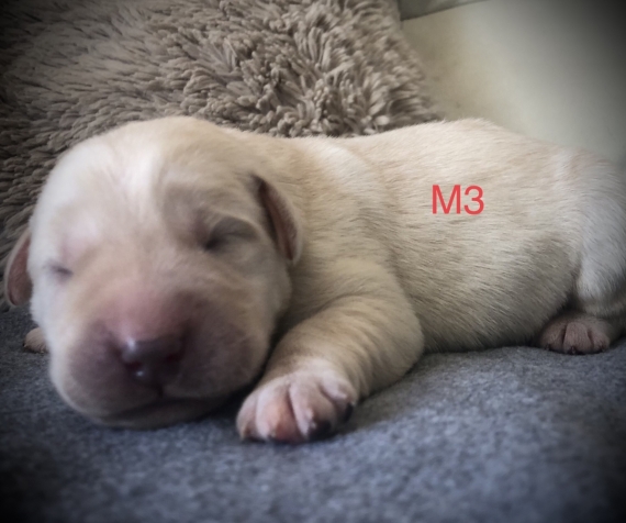 Petit mâle Labrador né le 14/05/2025 est proposé – vendu 1260 €.
