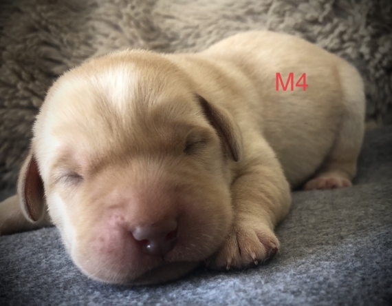 Petit mâle Labrador né le 14/05/2025 est proposé – vendu 1260 €.