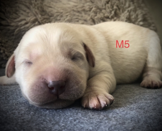 Petit mâle Labrador né le 14/05/2025 est proposé – vendu 1260 €.