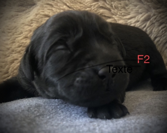 Petite femelle Labrador née le 14/05/2025 est proposée – vendue 1260 €.