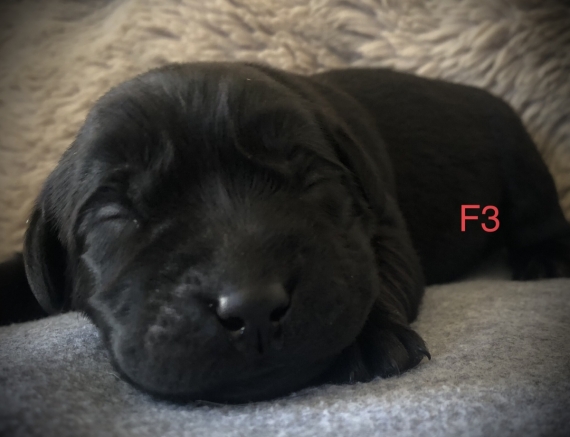 Petite femelle Labrador née le 14/05/2025 est proposée – vendue 1260 €.