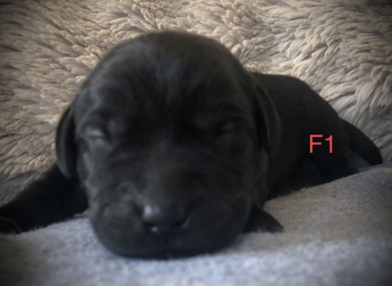 Petite femelle Labrador née le 14/05/2025 est proposée – vendue 1260 €.