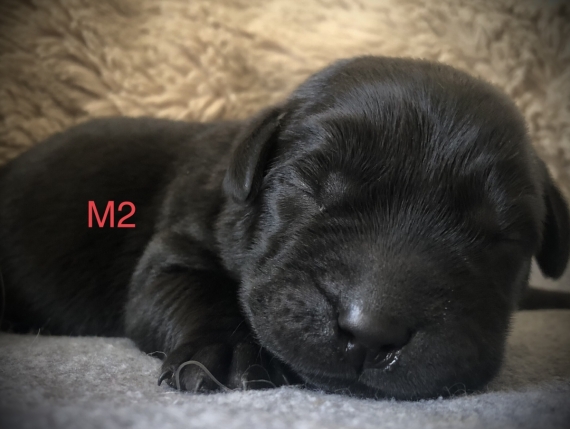 Petit mâle Labrador né le 14/05/2025 est proposé – vendu 1260 €.