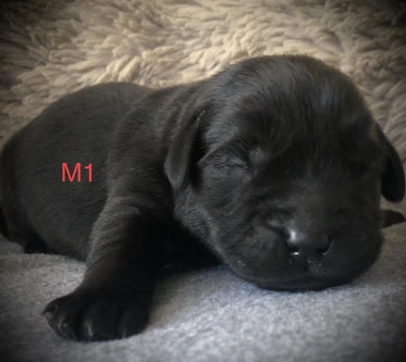 Petit mâle Labrador né le 14/05/2025 est proposé – vendu 1260 €.