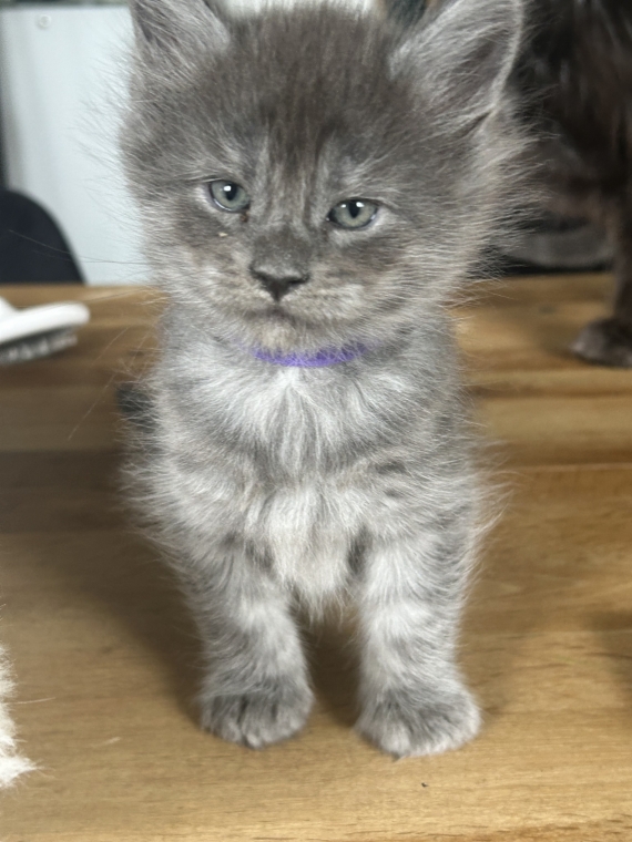 Petit mâle Maine Coon né le 25/03/2025 est proposé – vendu 1500 €.