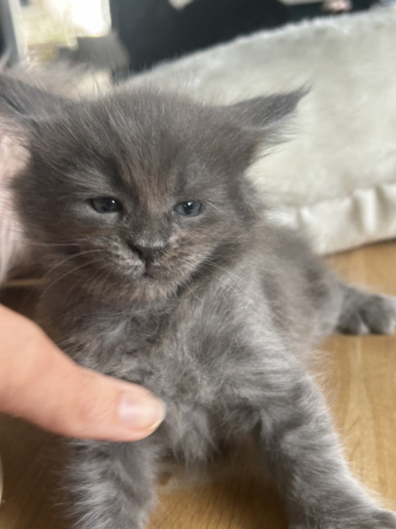 Petite femelle Maine Coon née le 25/03/2025 est proposée – vendue 1500 €.