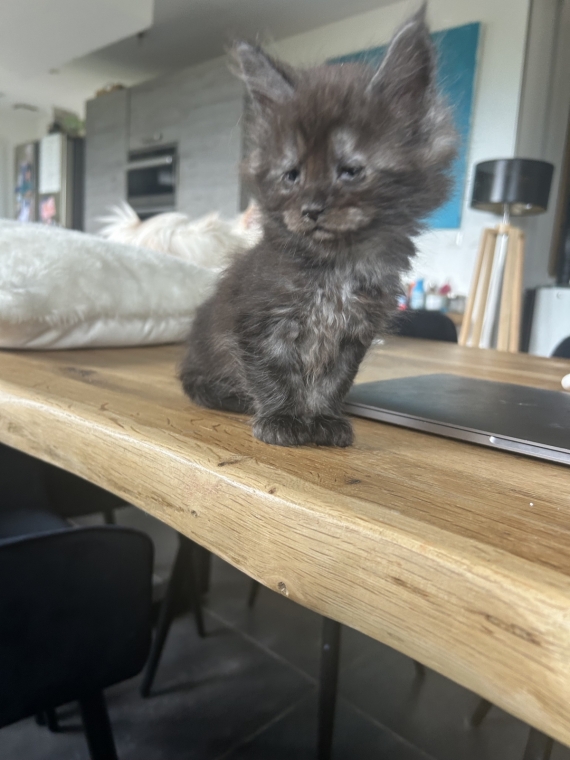 Petit mâle Maine Coon né le 25/03/2025 est proposé – vendu 1400 €.