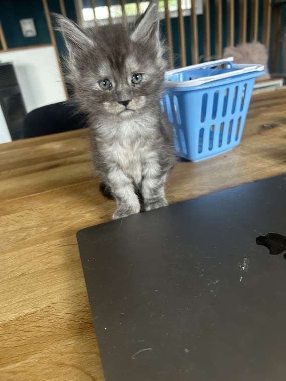 Petite femelle Maine Coon née le 25/03/2025 est proposée – vendue 1400 €.