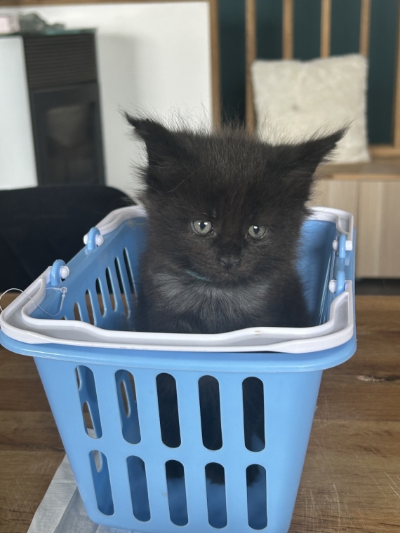 Petite femelle Maine Coon née le 25/03/2025 est proposée – vendue 1400 €.