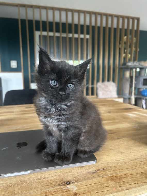 Petit mâle Maine Coon né le 26/03/2025 est proposé – vendu 1400 €.