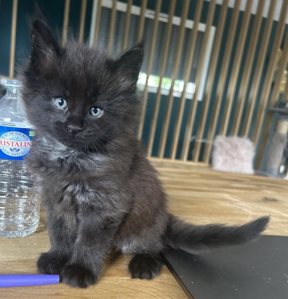 Petit mâle Maine Coon né le 26/03/2025 est proposé – vendu 1400 €.