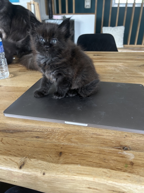 Petite femelle Maine Coon née le 26/03/2025 est proposée – vendue 1300 €.