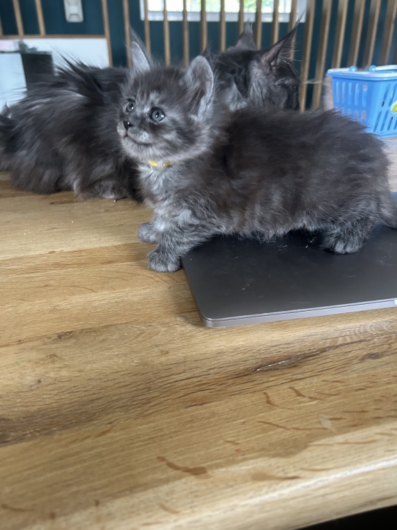 Petite femelle Maine Coon née le 26/03/2025 est proposée – vendue 1400 €.