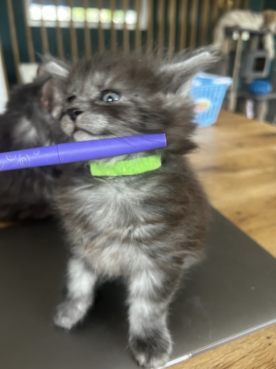 Petite femelle Maine Coon née le 26/03/2025 est proposée – vendue 1400 €.