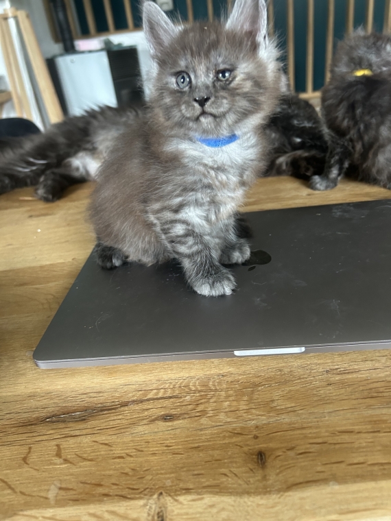 Petit mâle Maine Coon né le 26/03/2025 est proposé – vendu 1400 €.