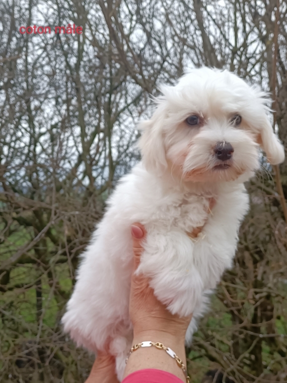 Petit mâle Coton de Tulear né le 11/01/2025 est proposé – vendu 1000 €.